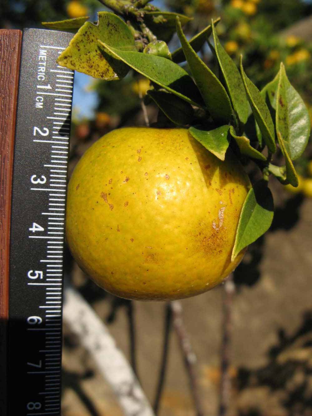              Fruit (Winter Haven, FL)       